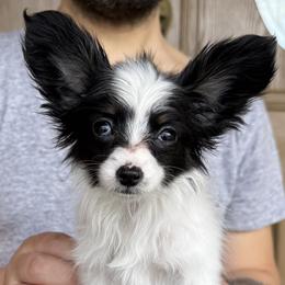 Chiclet - White black and tan female Papillon puppy in Boardman, Ohio from Taliaferro Kennel