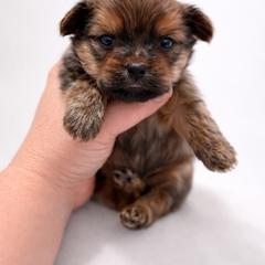 Brady 1450 - Red male Shorkie puppy in Midland, Texas from Southern Yorkie Pies