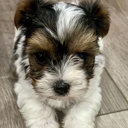 Yorkshire Terrier Puppies from Shayle's Yorkie Pups