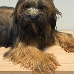 Girl 3 - Red gold female Lhasa Apso puppy in Charlotte, North Carolina from Toy Poodle and Maltese Perfection