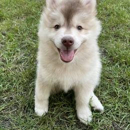 Pomsky Puppies from Blue Sky Pomsky