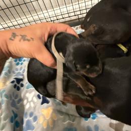 Girl 4 - Black and rust female Doberman Pinscher puppy in Brazil, In, Indiana from Lazy A Ranch & Kennels