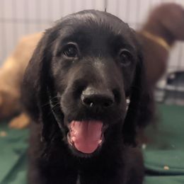 Labradoodle Puppies from River Home Doodles