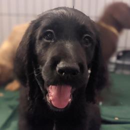 Labradoodle Puppies from River Home Doodles