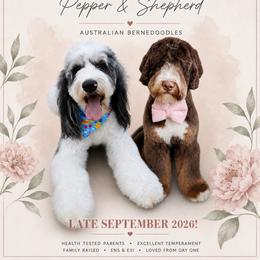 Bernedoodle puppies from Rock N Roll Doodles