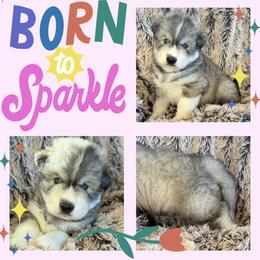 Everest - Gray and white male Siberian Husky puppy in Florence, Kentucky from Moonlight Howl Huskies