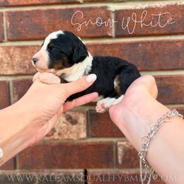 Snow White - Tri-color female Bernedoodle puppy in Owasso, Oklahoma from Kallams Bernedoodles & Bernese Mountain Dogs