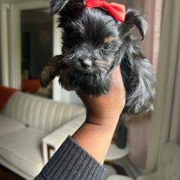Italy - Black and tan female Yorkshire Terrier puppy in Lynwood, Illinois from SaintNicksWay