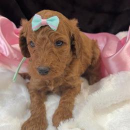 Mint girl - Red  female Poodle puppy in Bowling Green, Kentucky from Ritzy Red Poodles
