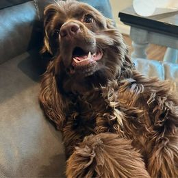 Loki Bear - Cocker Spaniel