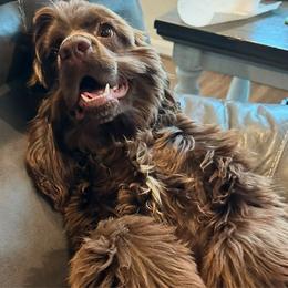 Loki Bear - Cocker Spaniel