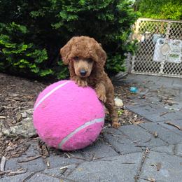 Josie - Red  female Poodle puppy in Fort Salonga, New York from Blues Performance Poodles