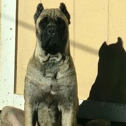 Chloe - Cane Corso