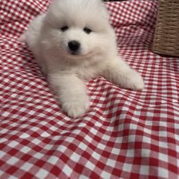 Boy 1 - White male Samoyed puppy in Glasgow, Kentucky from Bluegrass Samoyeds