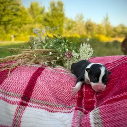 Rain - Tri-color female Border Collie puppy in Alexander, Maine from High Velocity Stockdogs