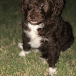 Poodle Puppies from Timber Hills Poodles and Doodles