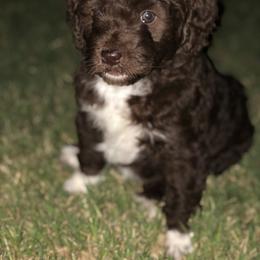 Poodle Puppies from Timber Hills Poodles and Doodles