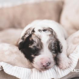 Denali - male Newfypoo puppy in Marshallville, Ohio from Windy Hill Dogs