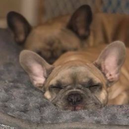 French Bulldogs from Lilac City French Bulldogs