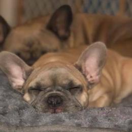 French Bulldogs from Lilac City French Bulldogs