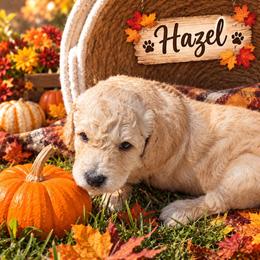 Hazel - Cream female Double Doodle puppy in Oceanside, California from Strong Mountain Doodles