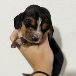 Sirius - Black brown and white female Basset Hound puppy in Springfield, Missouri from Baylee’s Bassets