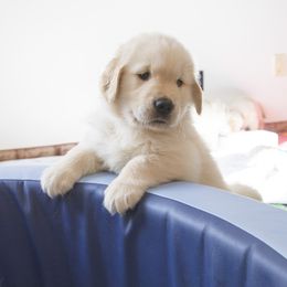 Golden Retriever Puppies from Honeysweet Goldens