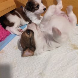 Nederlandse Kooikerhondje Puppies from Lenders Land