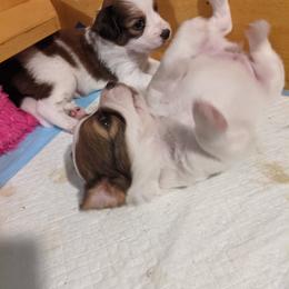 Nederlandse Kooikerhondje Puppies from Lenders Land