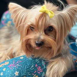 Gg - Yorkshire Terrier
