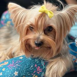 Gg - Yorkshire Terrier