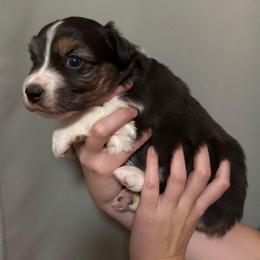 Mermaid - Black tri-color female Australian Shepherd puppy in Weeki Wachee, Florida from Ace of Spades Australian Shepherds