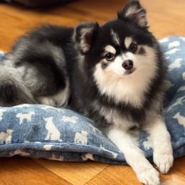 Royalty - Pomsky