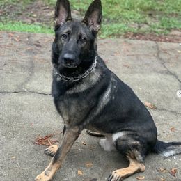 German Shepherds from Lynn Geier