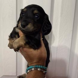 Sassy - Black and tan female Dachshund puppy in Pitkin, Louisiana from 5F Dachshunds