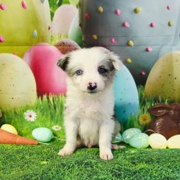 Hornet - Blue merle male Border Collie puppy in Avilla, Indiana from Borderline Kennels