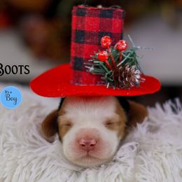 Boots - Caramel male Australian Labradoodle puppy in Redding, California from Shasta Royal Monroe Puppies