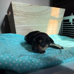 Ravioli - Black and tan male Dachshund puppy in Mountain Home, Arkansas from Furry Friends Kennel