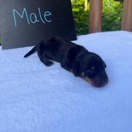 Boy 1 - Black and tan male Dachshund puppy in Stilwell, Oklahoma from Johnson Dachshund’s