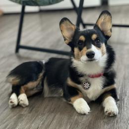 Pembroke Welsh Corgis from Royal Diamond Corgis