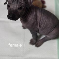 Xoloitzcuintli Puppies from Mickam's Xolo's
