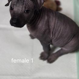 Xoloitzcuintli Puppies from Mickam's Xolo's