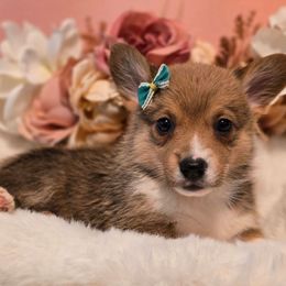 Poppy - Sable female Pembroke Welsh Corgi puppy in Austin, Texas from Cutest Corgi's of Austin