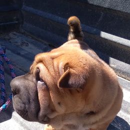Chinese Shar-Pei and Shih Tzus from Sandy's Puppies
