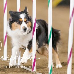 Miniature American Shepherd Puppies from Abington Miniature American Shepherds