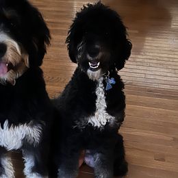 Koko - Bernedoodle