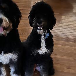 Koko - Bernedoodle