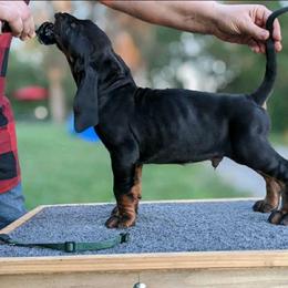 Mr Green - Black and tan male Black and Tan Coonhound puppy in Madisonville, Tennessee from Blackstone Valley Hounds