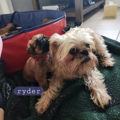 Brussels Griffon Puppies from Karen Marquez