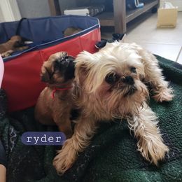 Brussels Griffon Puppies from Karen Marquez